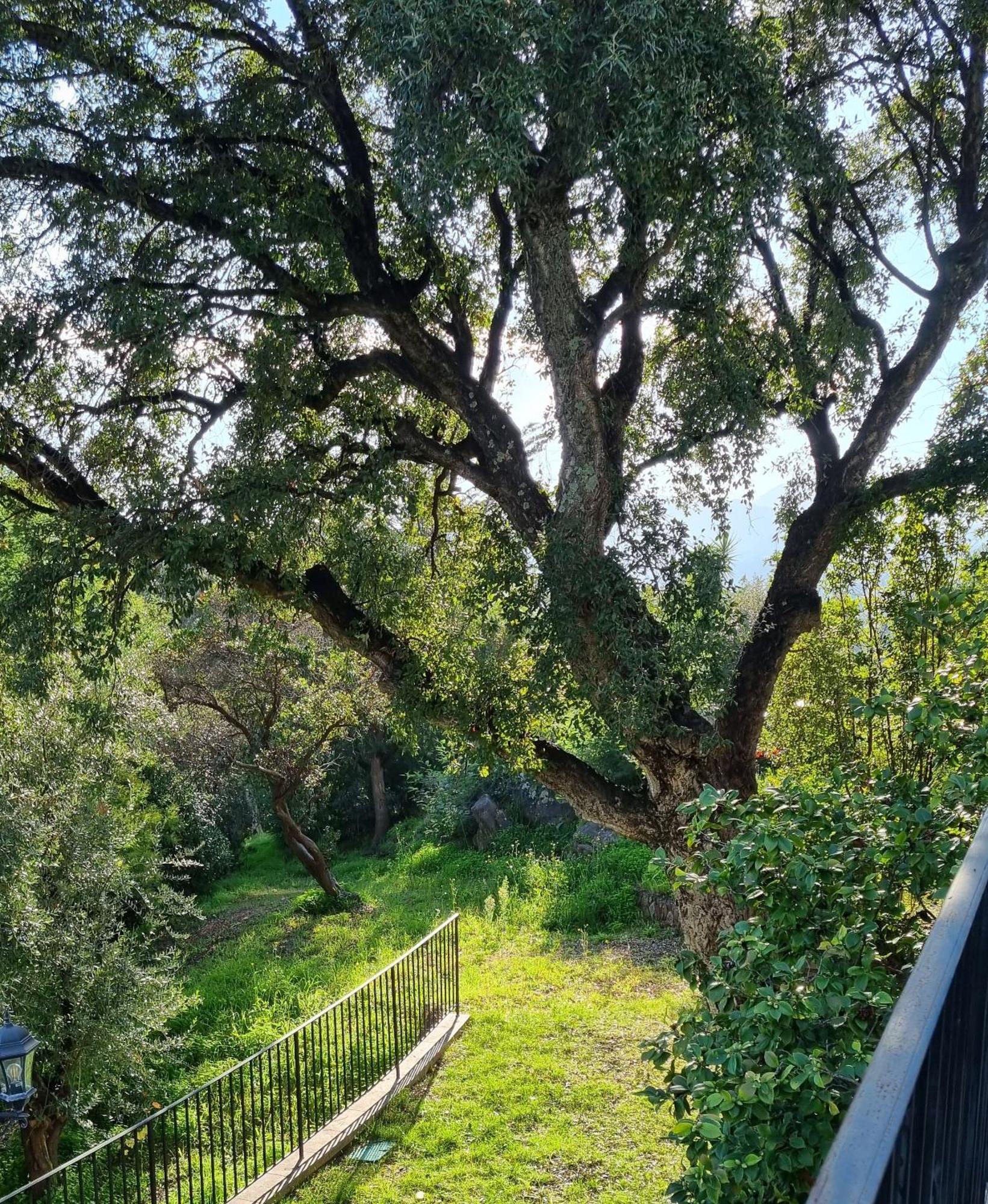 Villa Les Roches Мандельё-ла-Напуль Экстерьер фото